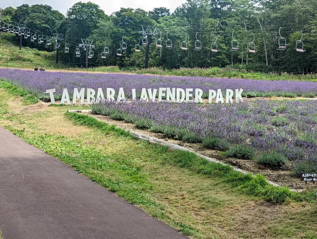 Tambara Lavender Park, Relax Among the Delicate Purple Blooms