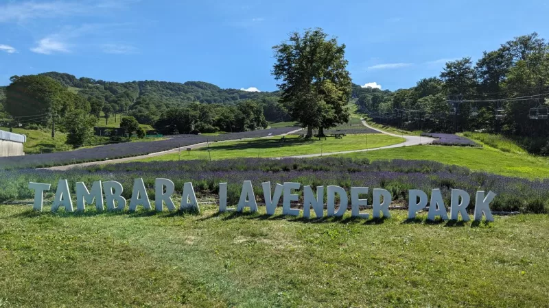 Tambara Lavender Park, Relax Among the Delicate Purple Blooms