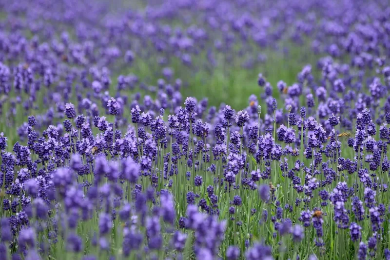 Tambara Lavender Park, Relax Among the Delicate Purple Blooms