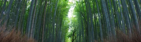 Arashiyama Bamboo Grove