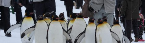 Asahikawa Municipal Asahiyama Zoo