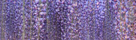 Ashikaga Flower Park-SPR