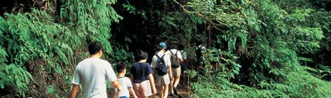 Bukit Timah Nature Reserve