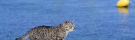 Tashiro cat Island