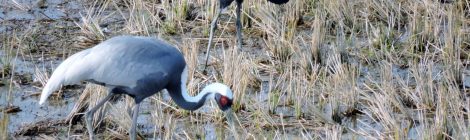 Crane Observation Center