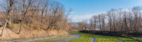 Wasabi Farm