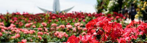 Expo Memorial Park