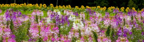 Furano Flower Fields