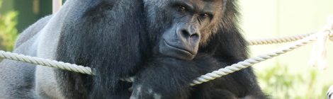 Higashiyama Zoo and Botanical Gardens