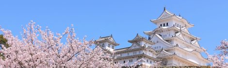 Himeji castle cherry blossom