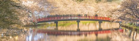Hirosaki Park Cherry Blossom-SPR