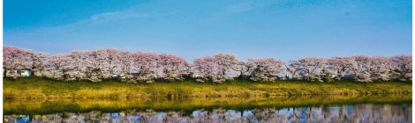 Hitome Senbon-zakura cherry blossom-SPR