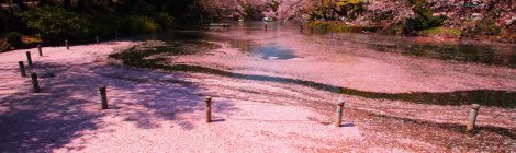 Inokashira Park-cherry blossom