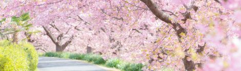 Kawazu Cherry Blossom Festival