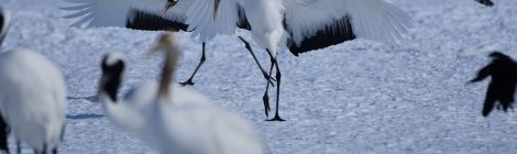 Cranes in the Kushiro Marshlands