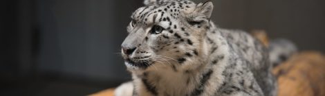 Maruyama Zoo