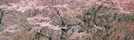 matsumae park