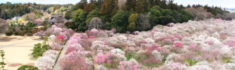 Mito Plum Blossom Festival M_00421_001