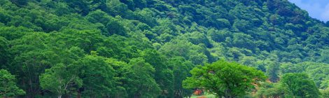Mt. Akagi-yama Area