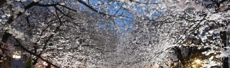 Nakameguro Cherry Blossoms
