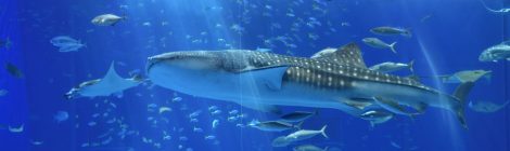 Okinawa Churaumi Aquarium