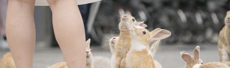 Okunoshima