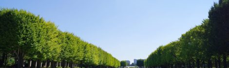 Showa Memorial Park