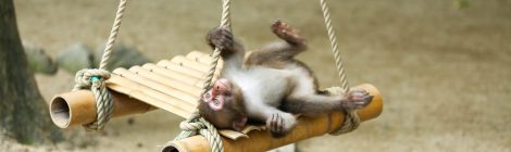 Mt. Takasaki Wild Monkey Park