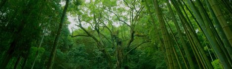 Giant camphor tree of Takeo