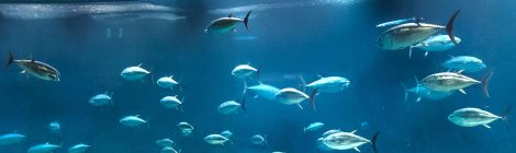 Tokyo Sea Life Park
