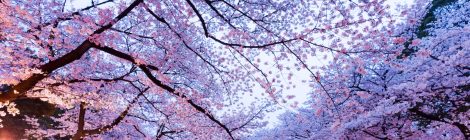 Ueno Park-cherry blossom