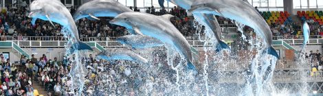 Wakayama Adventure World