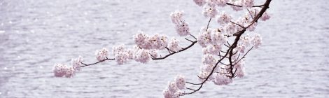 tsuruoka park-cherry blossom