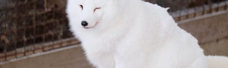 Zao Fox Village