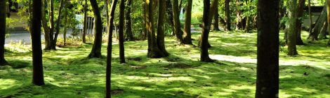 Akishino-dera Temple