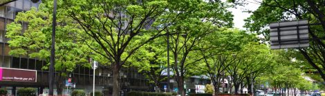 Aoba-dori Street