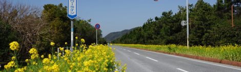Boso Flower Line
