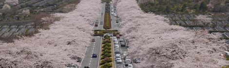 Fuji cemetery park-cherry blossom