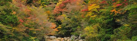 Hakone Autumn leaf-AUT