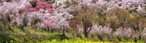 fukushima city