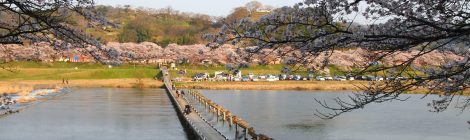 Row Of Cherry Trees On Hiikawa River Bank