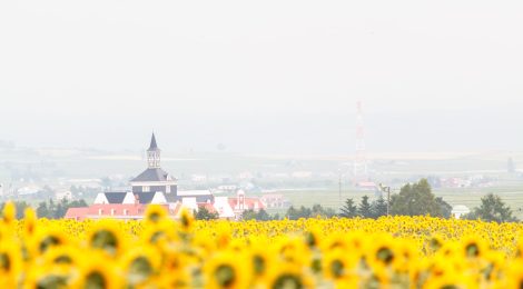 Hokuryu of sunflower village-SUM
