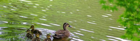 Izumi Nature Park