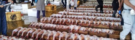 Kagoshima Fish Market Tour