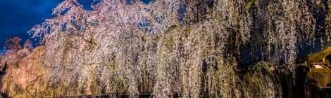 Shidare Sakura at Buke Yashiki