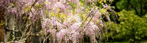 Wisteria of Kasuga-taisha-SPR