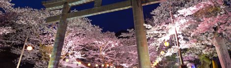 Kinugawa Sakura