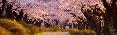 Kitakami Tenshochi Sakura Festival