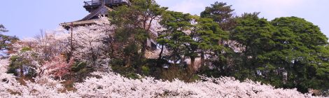 Maruoka Castle - Kasumigajo Castle Park-cherry blossom