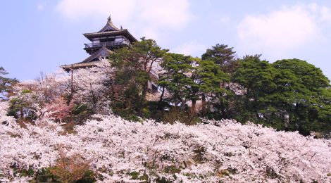 Maruoka Castle - Kasumigajo Castle Park-cherry blossom